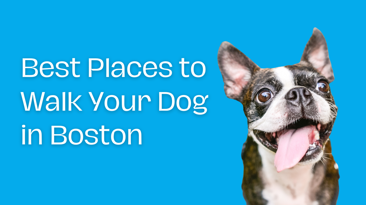 Best Places to Walk Your Dog in Boston